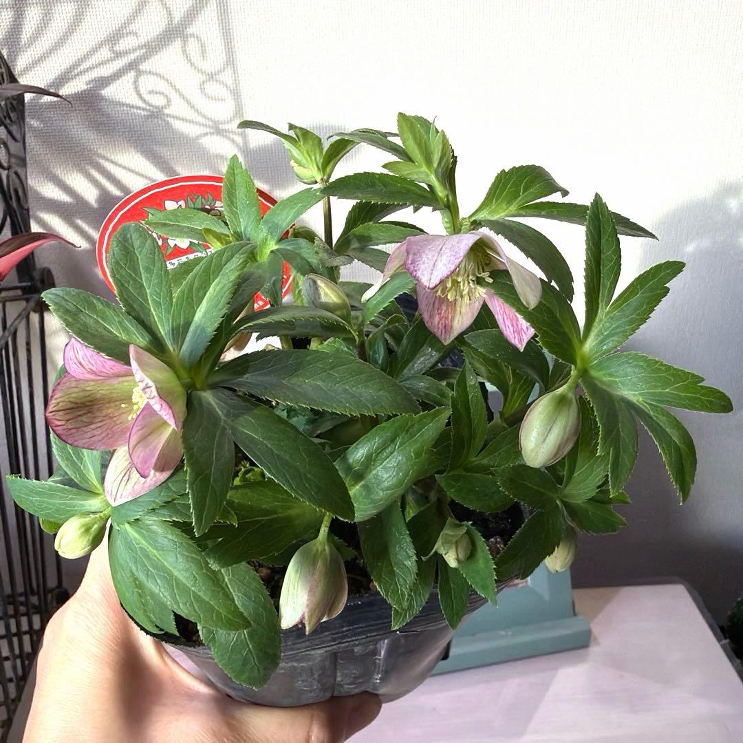 【横山園芸】クリスマスローズ プチドール　ss《1/15》ピンクベイン系