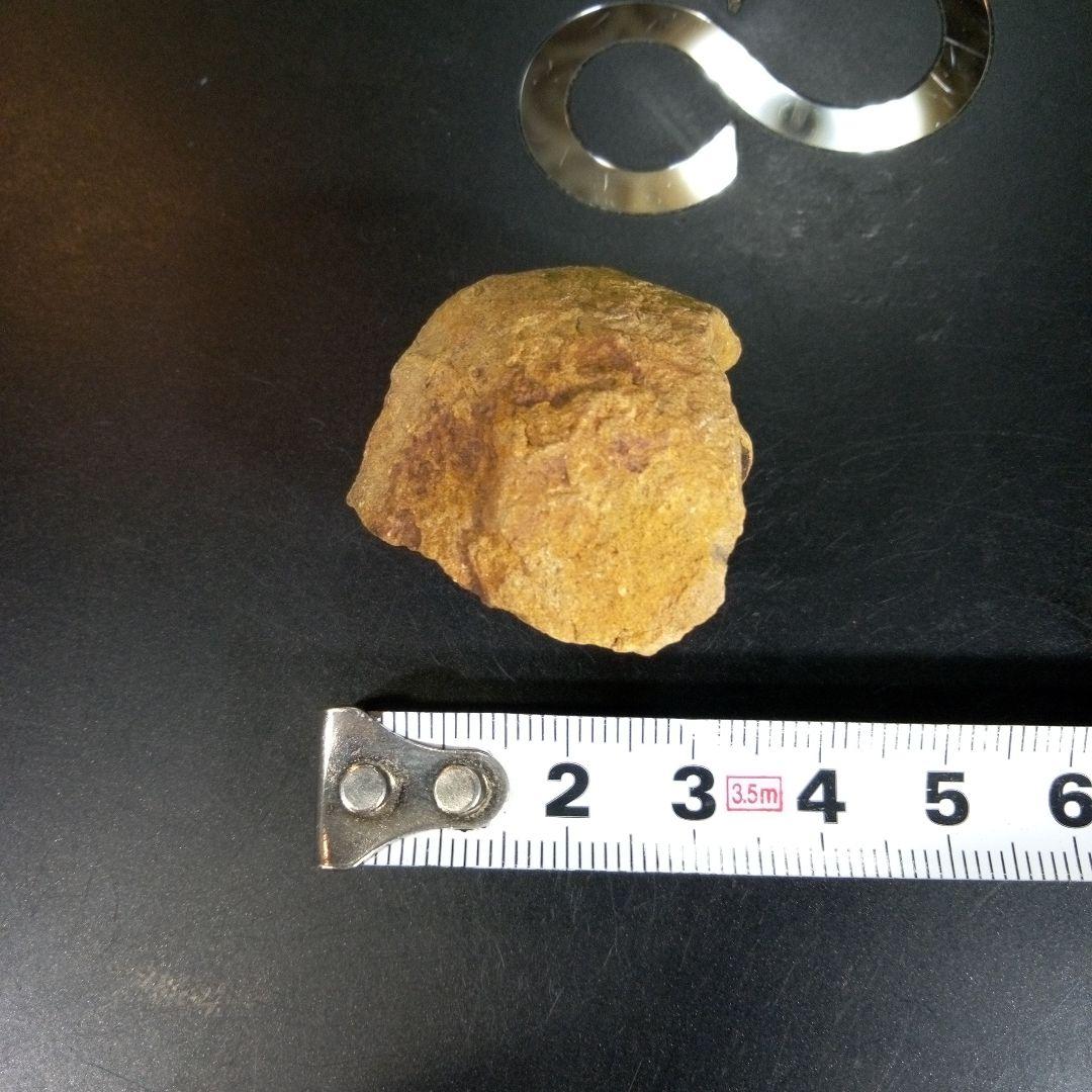 三葉虫　化石　fossil　ボリビア　trilobite　三葉虫綱　三葉虫管理⑩