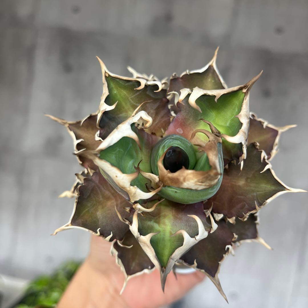 アガベ赤猫ゴリ猫レッドキャットウィーズルコレクション株抜き苗発送