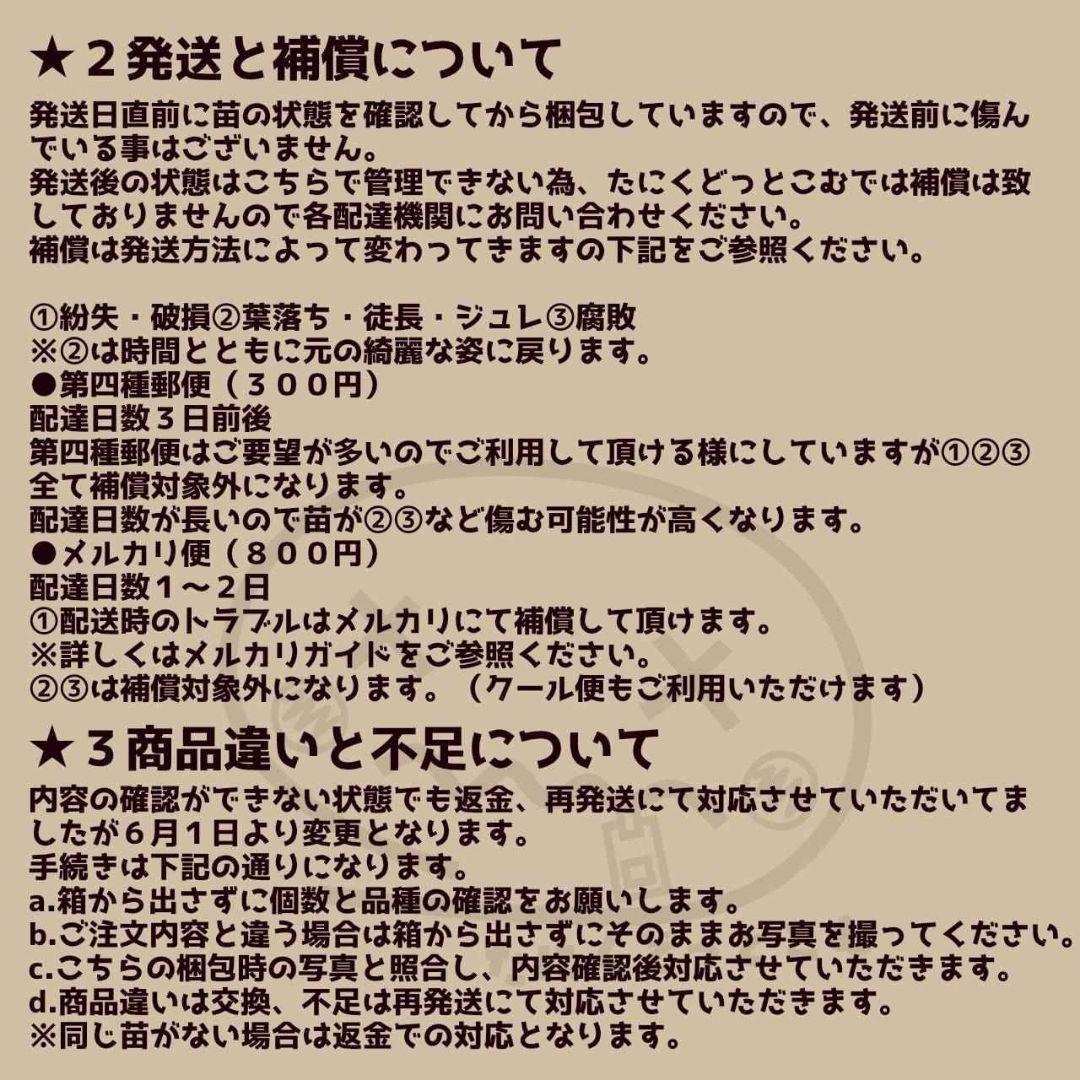 リラシナ変異◎多肉植物 カット苗 韓国苗 エケベリア等
