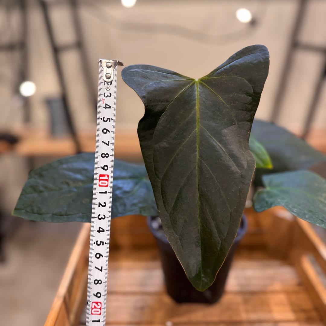 85 アンスリウム　ポルティラエ　ダークフォーム　オープンサイナス