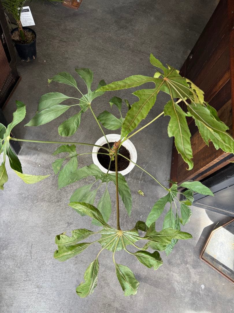 希少★ 入荷〜☆ トラベシア　トレベシア パルマータ　7号　観葉植物 760