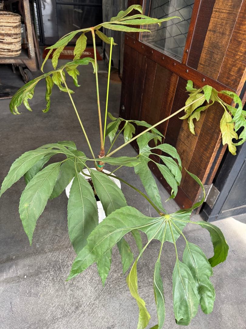 希少★ 入荷〜☆ トラベシア　トレベシア パルマータ　7号　観葉植物 760