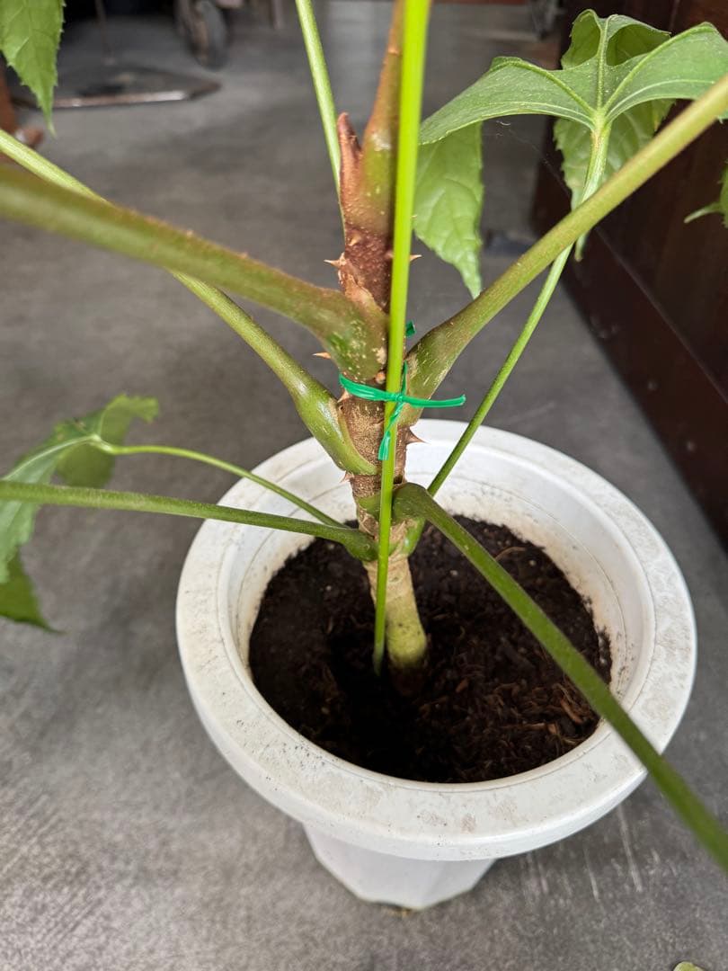 希少★ 入荷〜☆ トラベシア　トレベシア パルマータ　7号　観葉植物 760