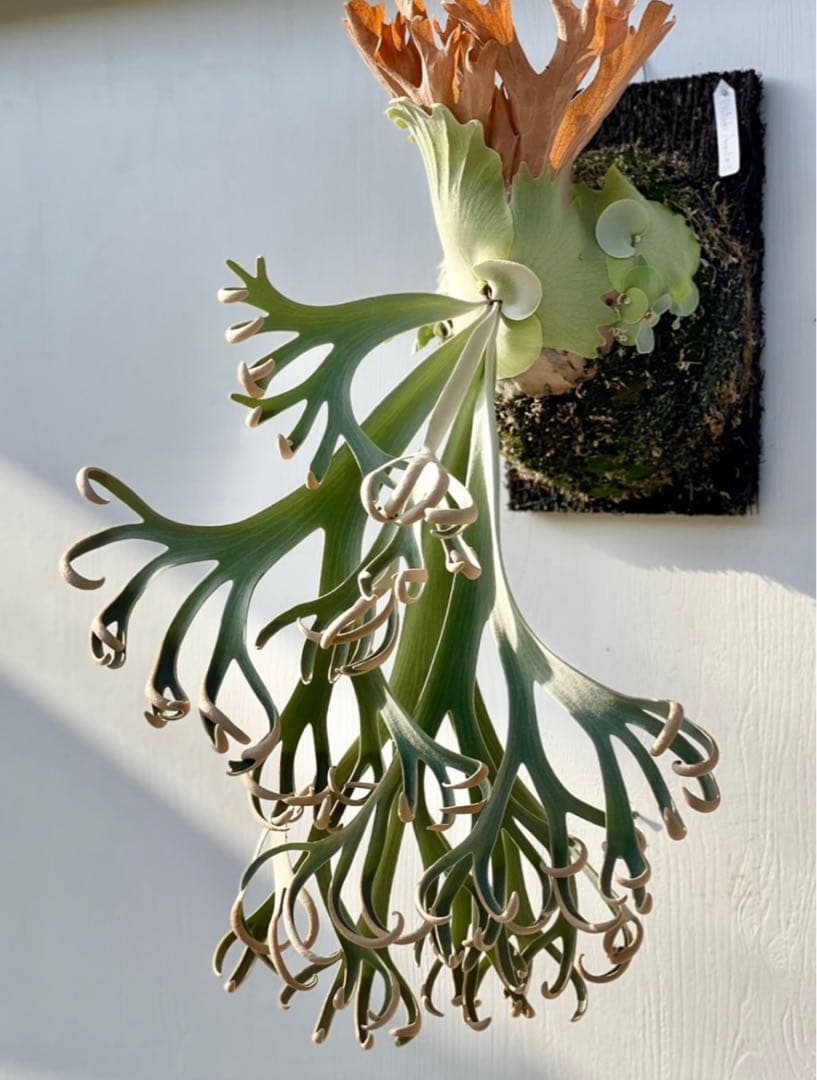 まはろAnapat#9/Wings of Angel/Jewel