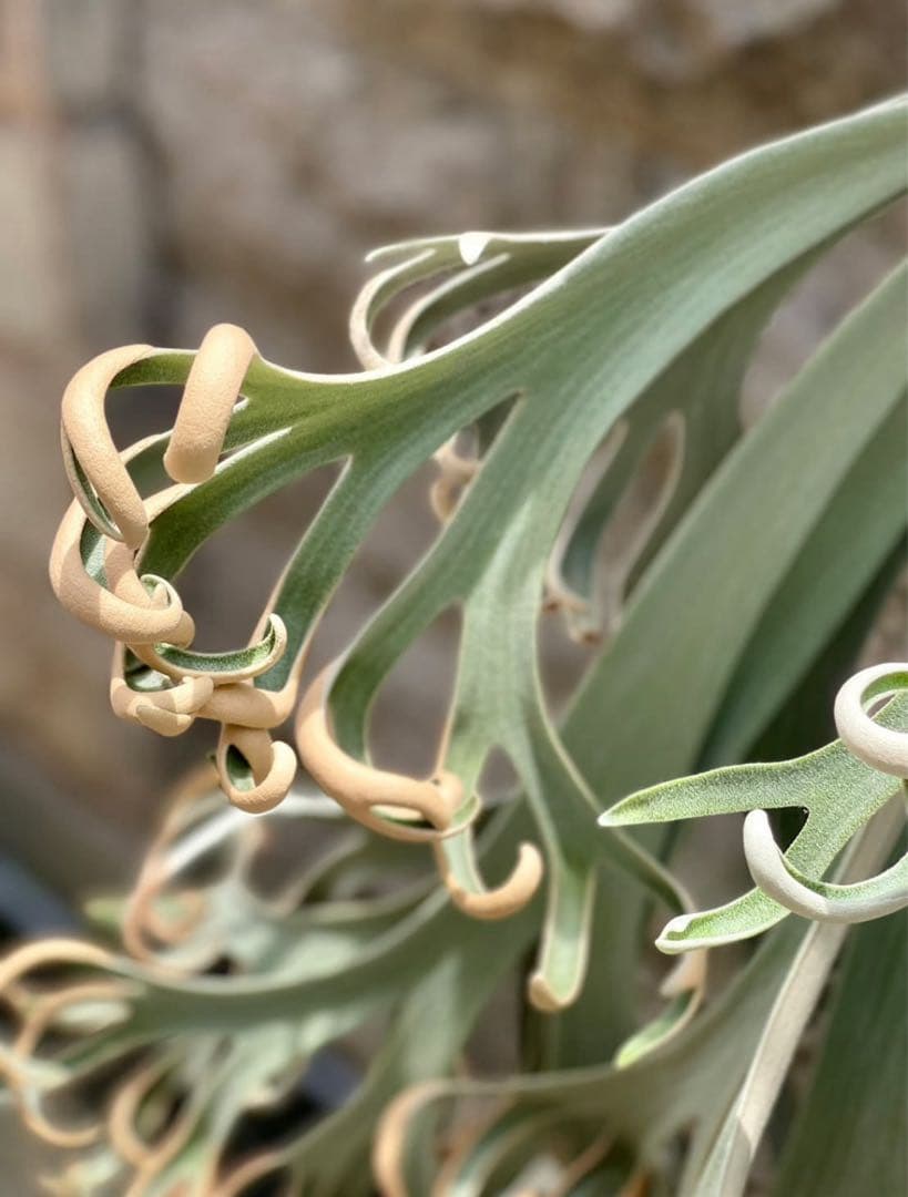 まはろAnapat#9/Wings of Angel/Jewel