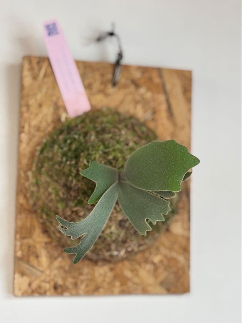 まはろAnapat#9/Wings of Angel/Jewel