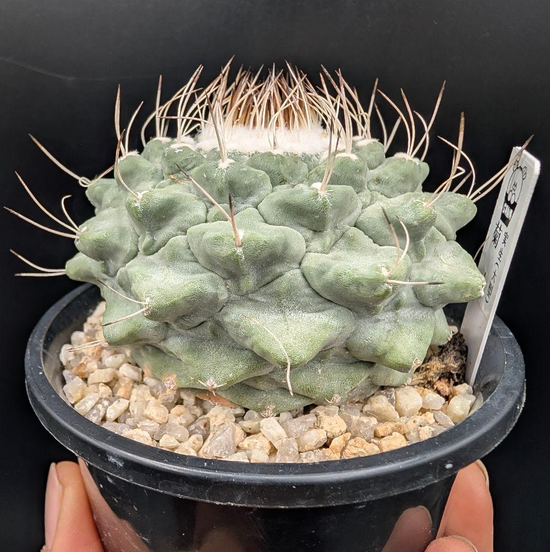 1*o様 菊水 大型タイプ国内実生 鉢植え メルカリ便送料込み