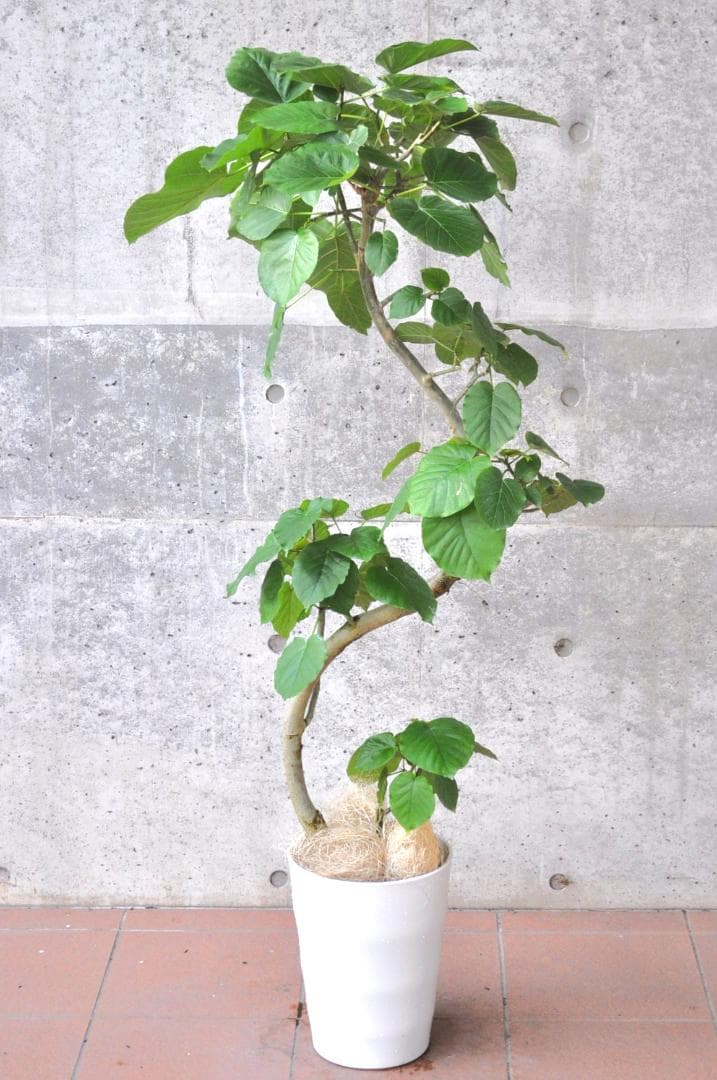 フィカス ウンベラータ 8号 140cm S-shaped tree form