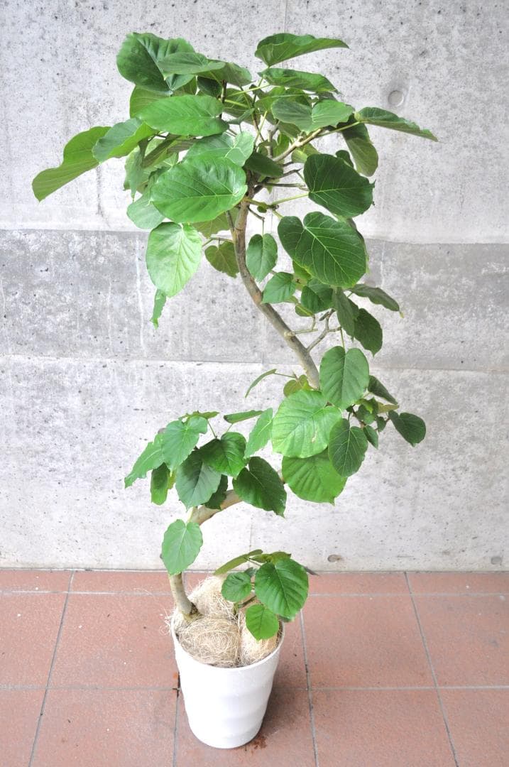 フィカス ウンベラータ 8号 140cm S-shaped tree form