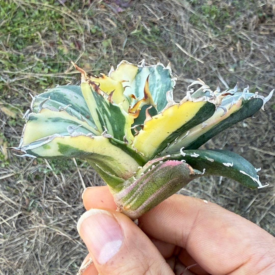 アガベ チタノタ 白鯨錦 縞斑