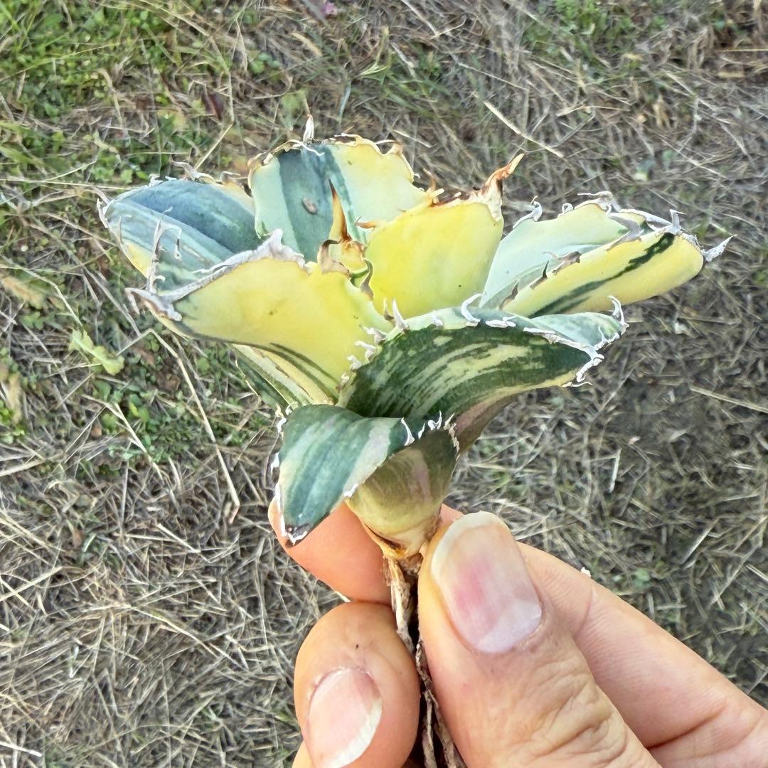 アガベ チタノタ 白鯨錦 縞斑