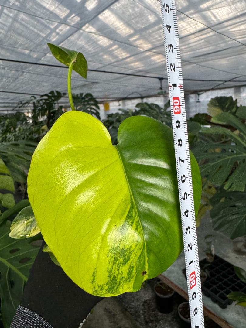 ち*。様 K2モンステラ　イエローマリリン　黄斑入り