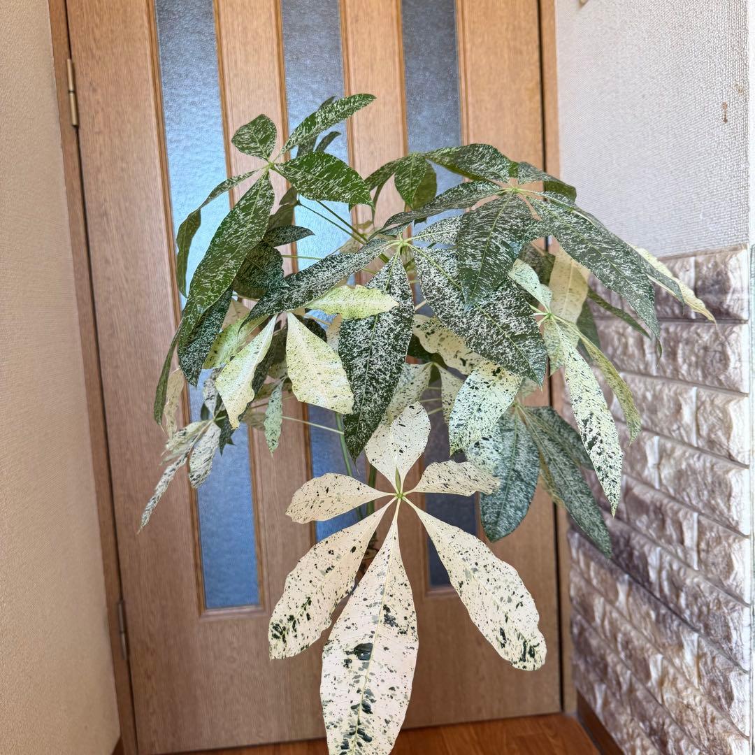 パキラ　ミルキーウェイ　接木　5号鉢