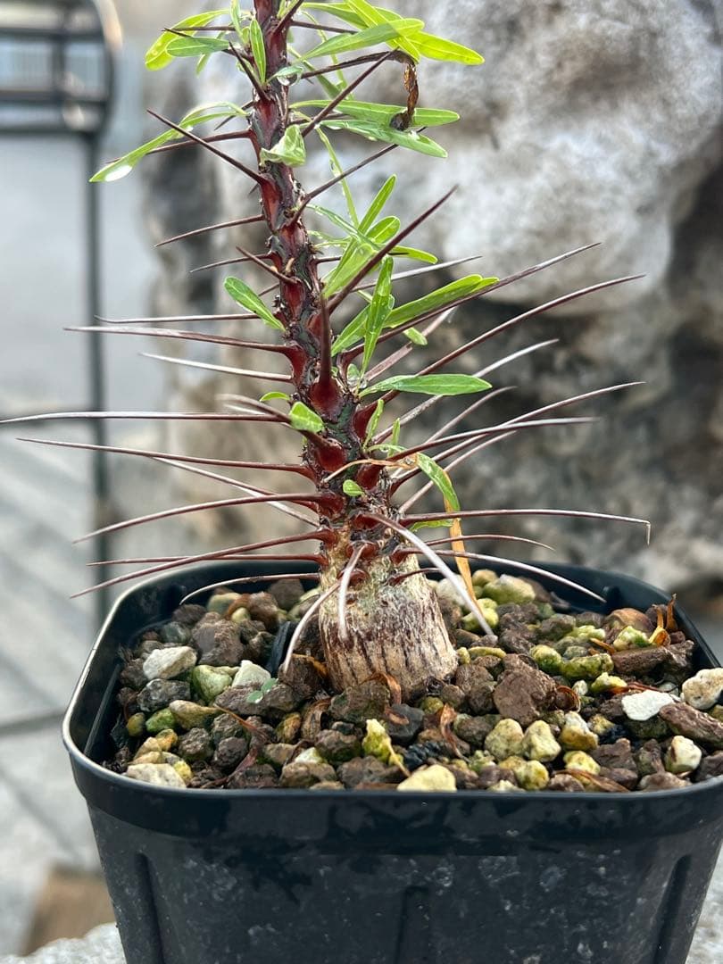 フォークイエリア　プルプシー　2025年産　沖縄実生株