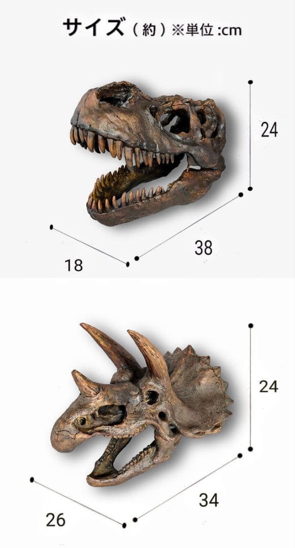 【2個セット】 ティラノサウルス トリケラトプス 頭骨 化石 レプリカ