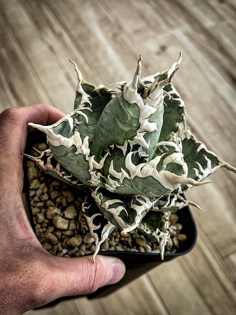 アガベ 台湾ゴジラ　当店オリジナルTC 子株　限定100個