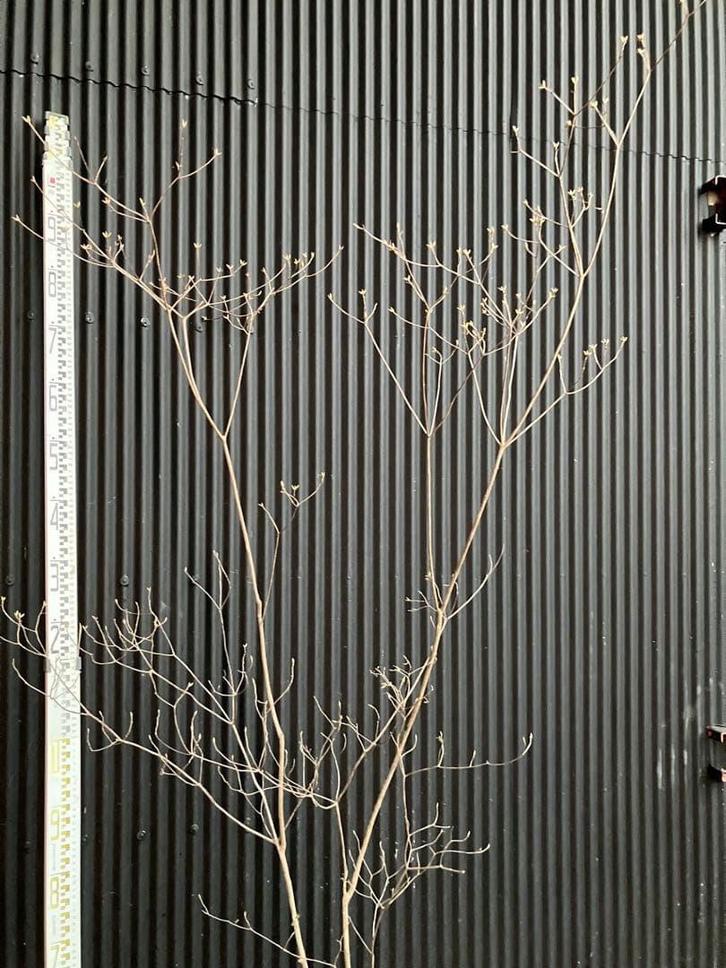 Yです！ 山採り　バイカツツジ