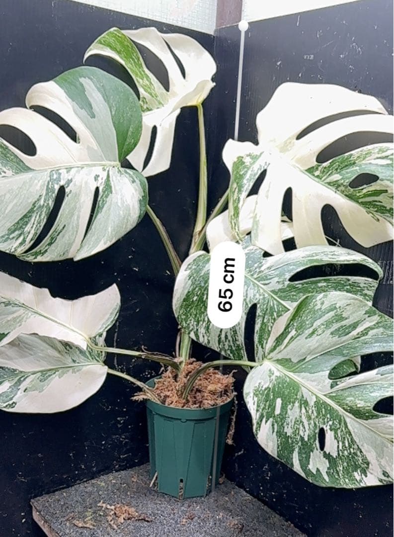 ビ*ズ様 斑入りモンステラ ホワイトタイガー極美大株65cm白斑多