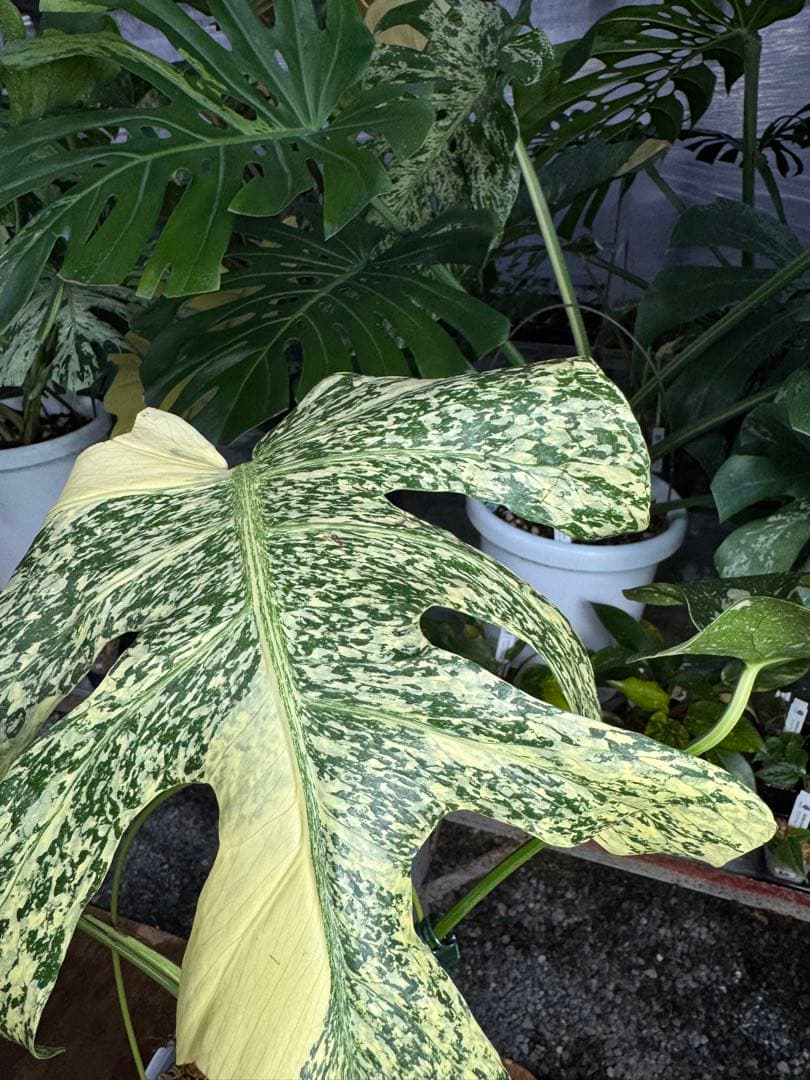 モ*～様 12モンステラ　タイコンステレーション　スターライト