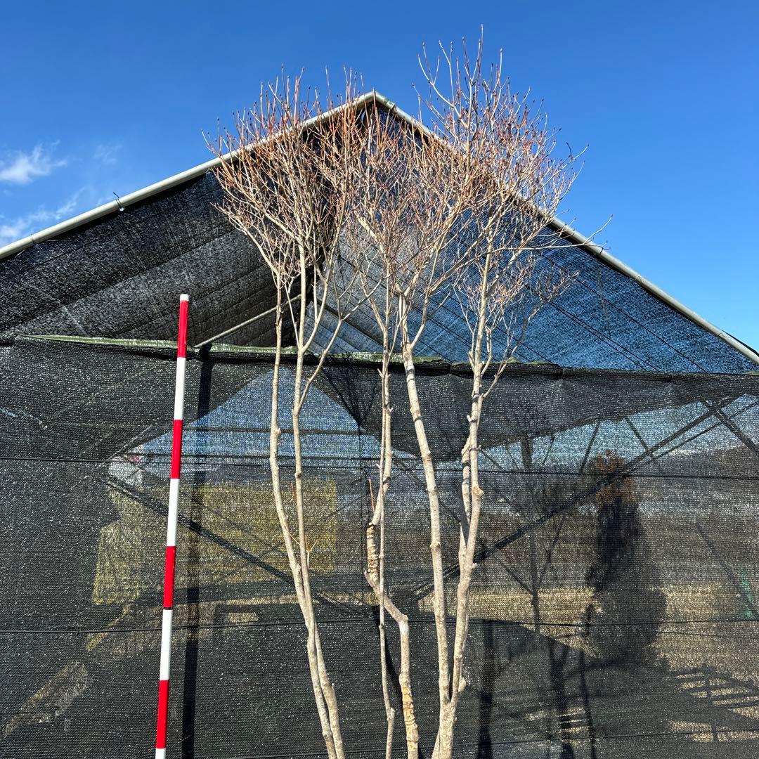 《お引き取り/本州配送可》特大極上株/ドウダンツツジ【現品限り】6