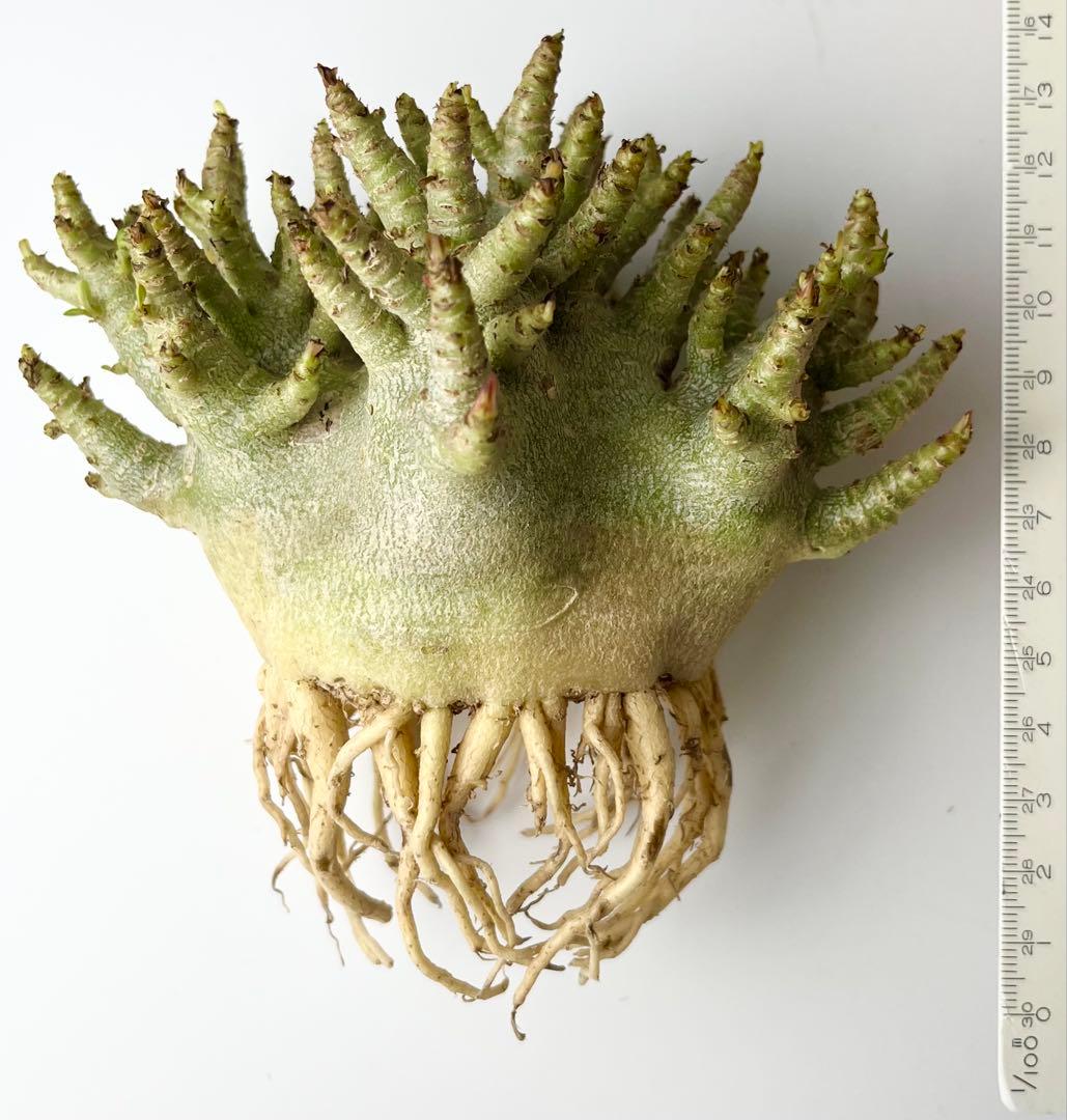 【激レア/ドワーフ/極太 】アデニウム アラビカム コーラルブランチ