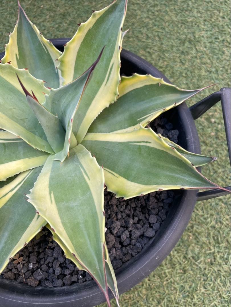 オバティフォリアオルカ　鉢込み