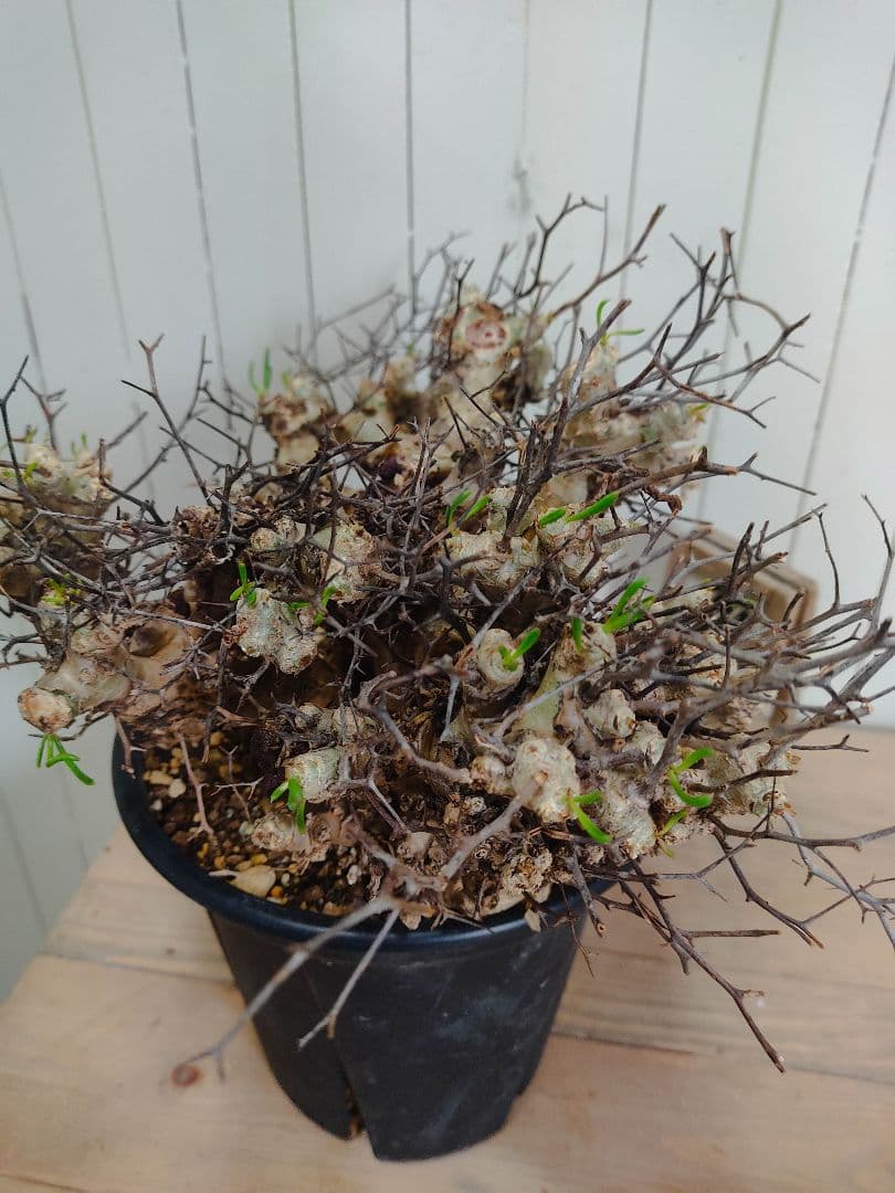 bon25ページ　Q008、H024チレコドン レティキュラータス 万物想