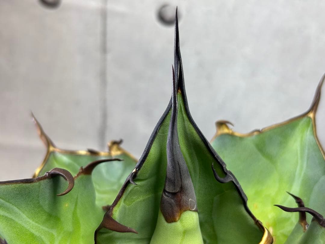 ドラゴンアガベ産　陽炎ハデス　親株　コレクション株　タグ・鉢付き発送