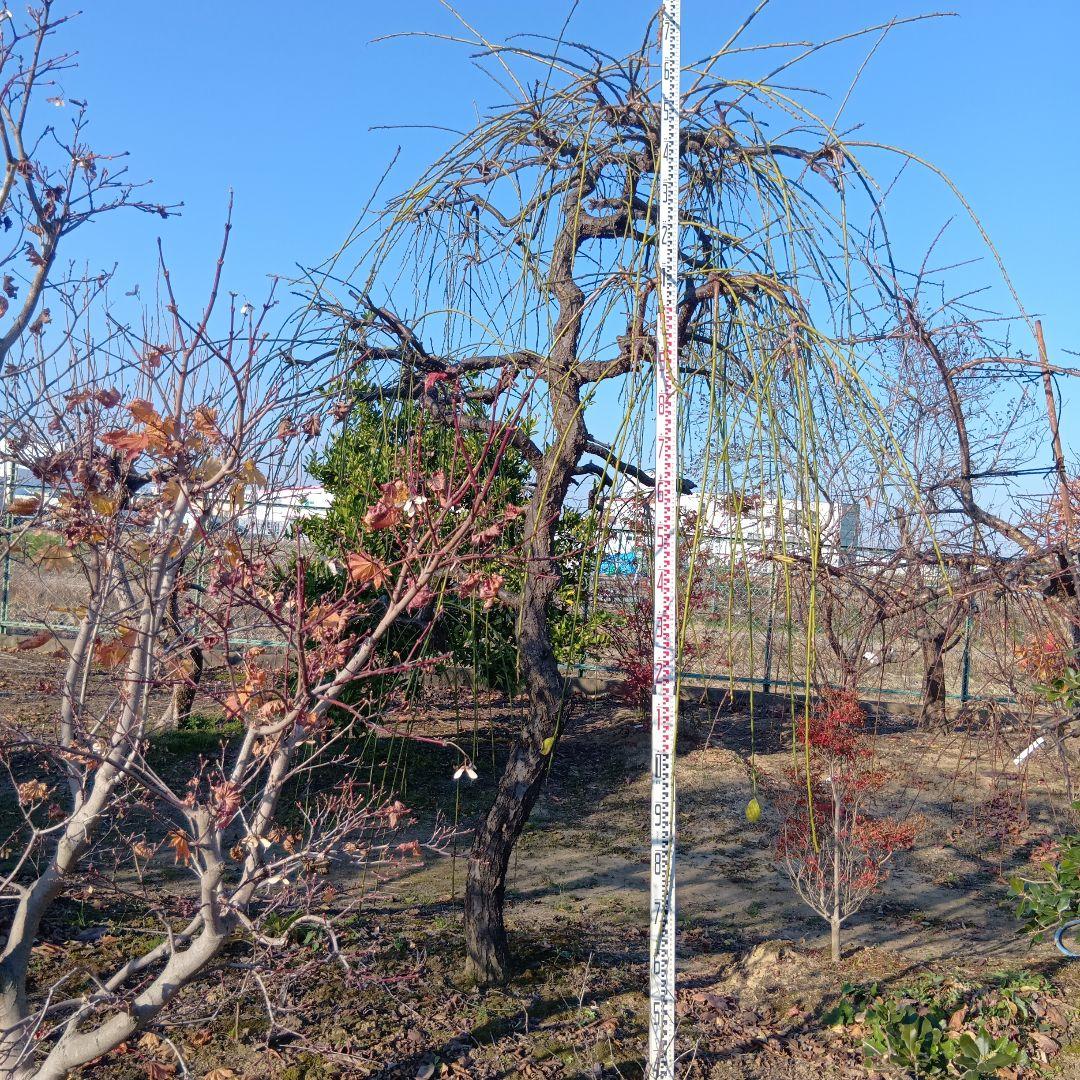 青シダレ梅（かなり年数持ち込み古いです）庭木