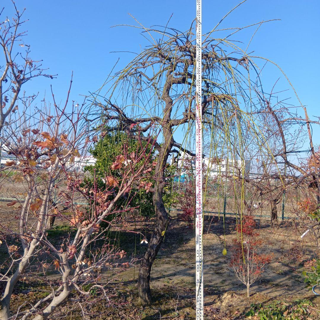 青シダレ梅（かなり年数持ち込み古いです）庭木