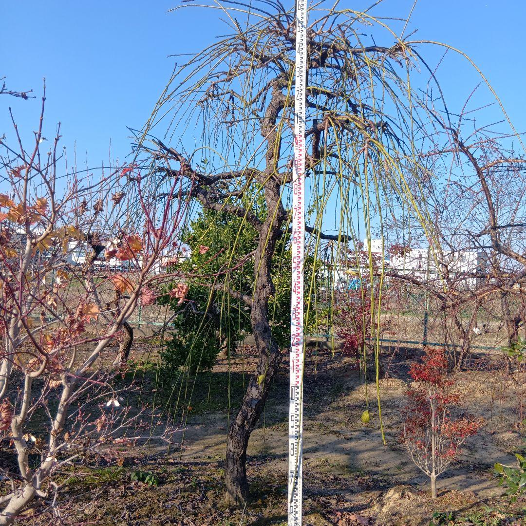 青シダレ梅（かなり年数持ち込み古いです）庭木