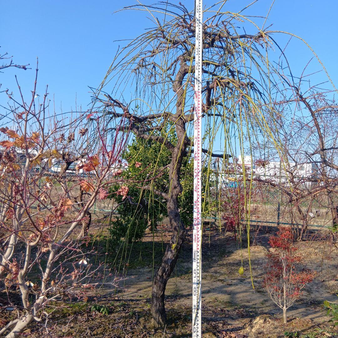 青シダレ梅（かなり年数持ち込み古いです）庭木