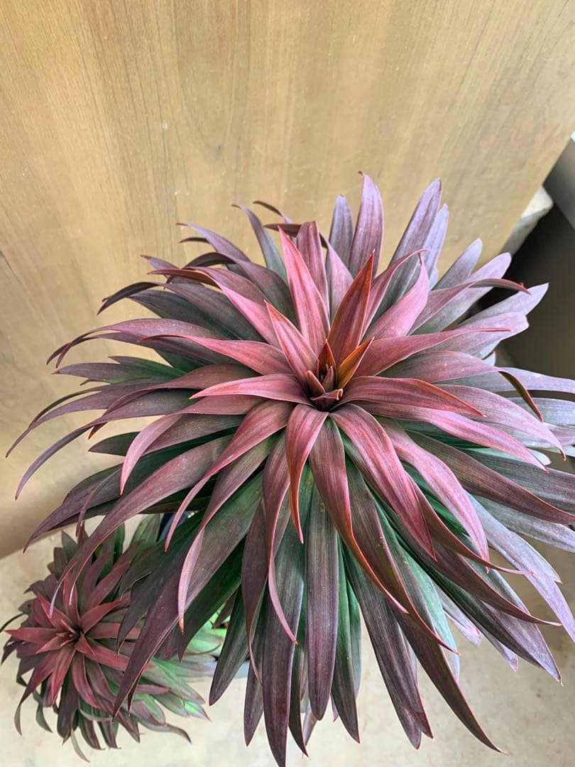 アカちゃん　　　　ユッカ・ディスメチアーナ　コンパクタ　枝分かれ