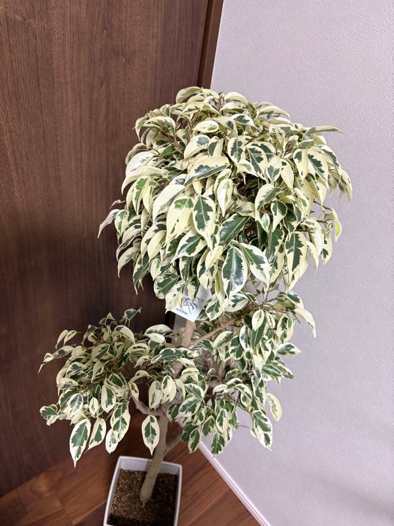 フィカス　ベンジャミン　スターライトビューティークイーン