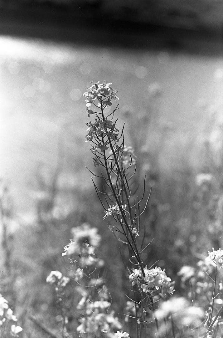 完動品 PENTAX SL 黒/Super Takumar 55mm f1.8