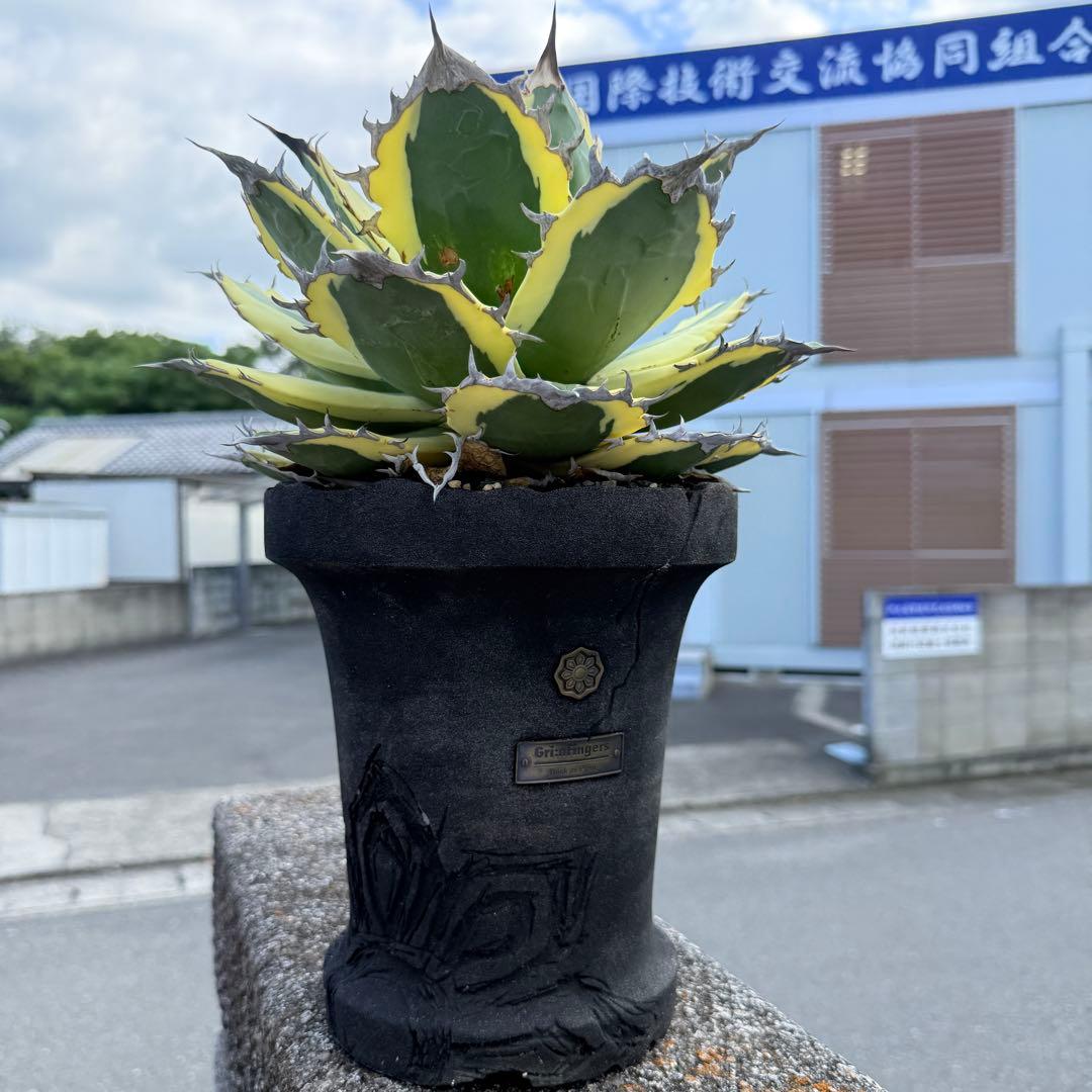 アガベ スナグルトゥース 28cmぐらい 海外購入高級鉢1点物 綺麗に洗える