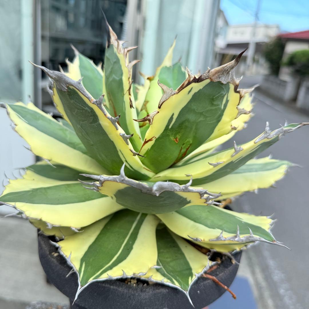 アガベ スナグルトゥース 28cmぐらい 海外購入高級鉢1点物 綺麗に洗える