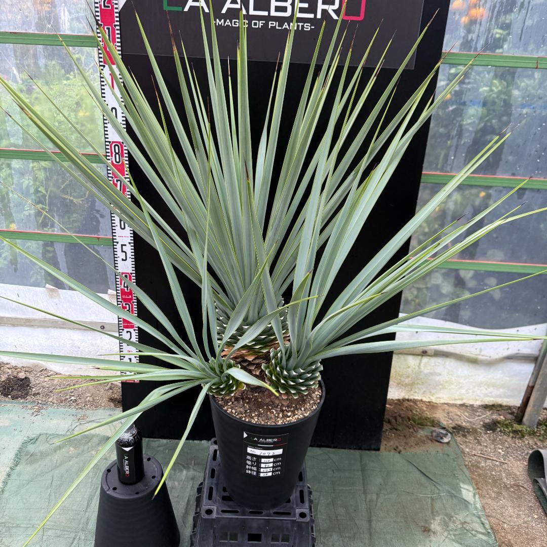 【AL1073】ユッカ　LA ALBERO　Ver.リギダ