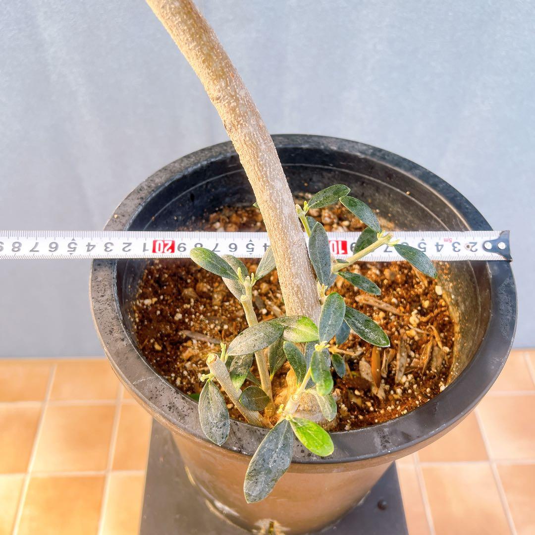 現品　創樹　オリーブの木　オリーブ　マンザニロ　8番　観葉植物　野外　希少　果樹