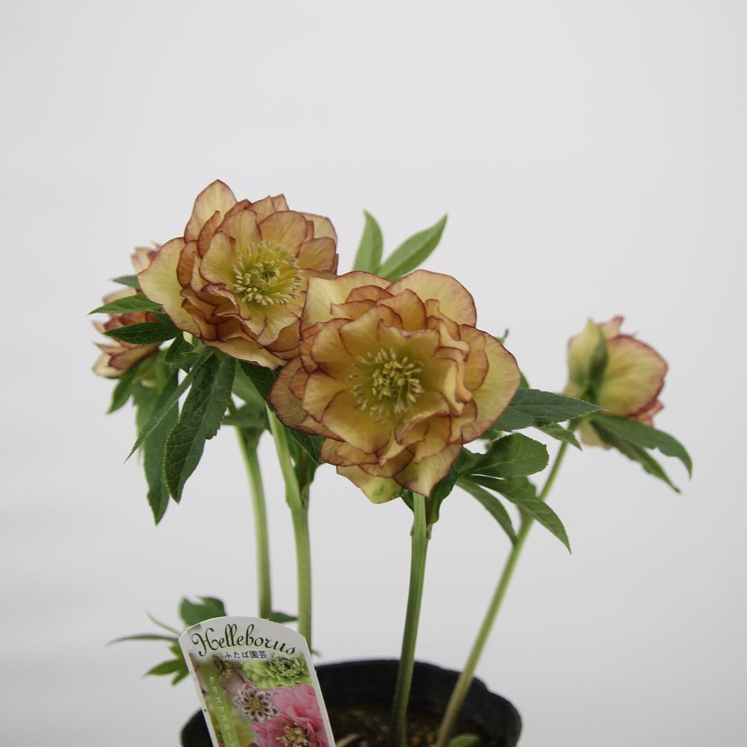 八重咲きクリスマスローズ　5ポットセット