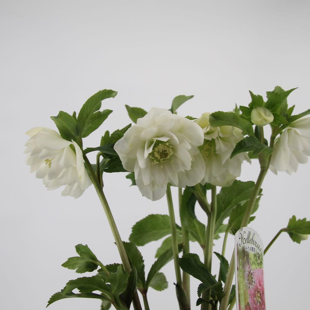 八重咲きクリスマスローズ　5ポットセット