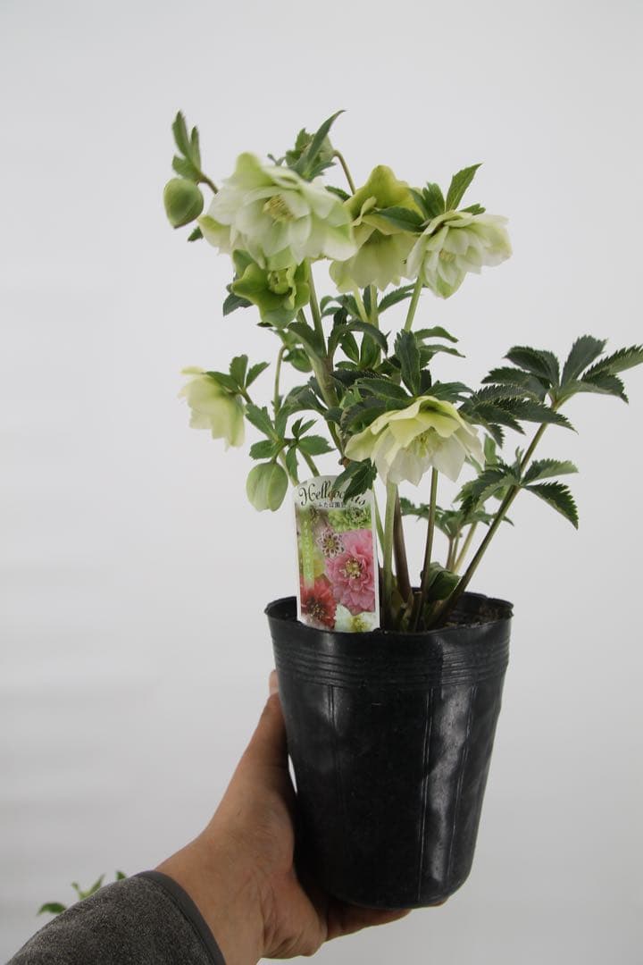 八重咲きクリスマスローズ　5ポットセット