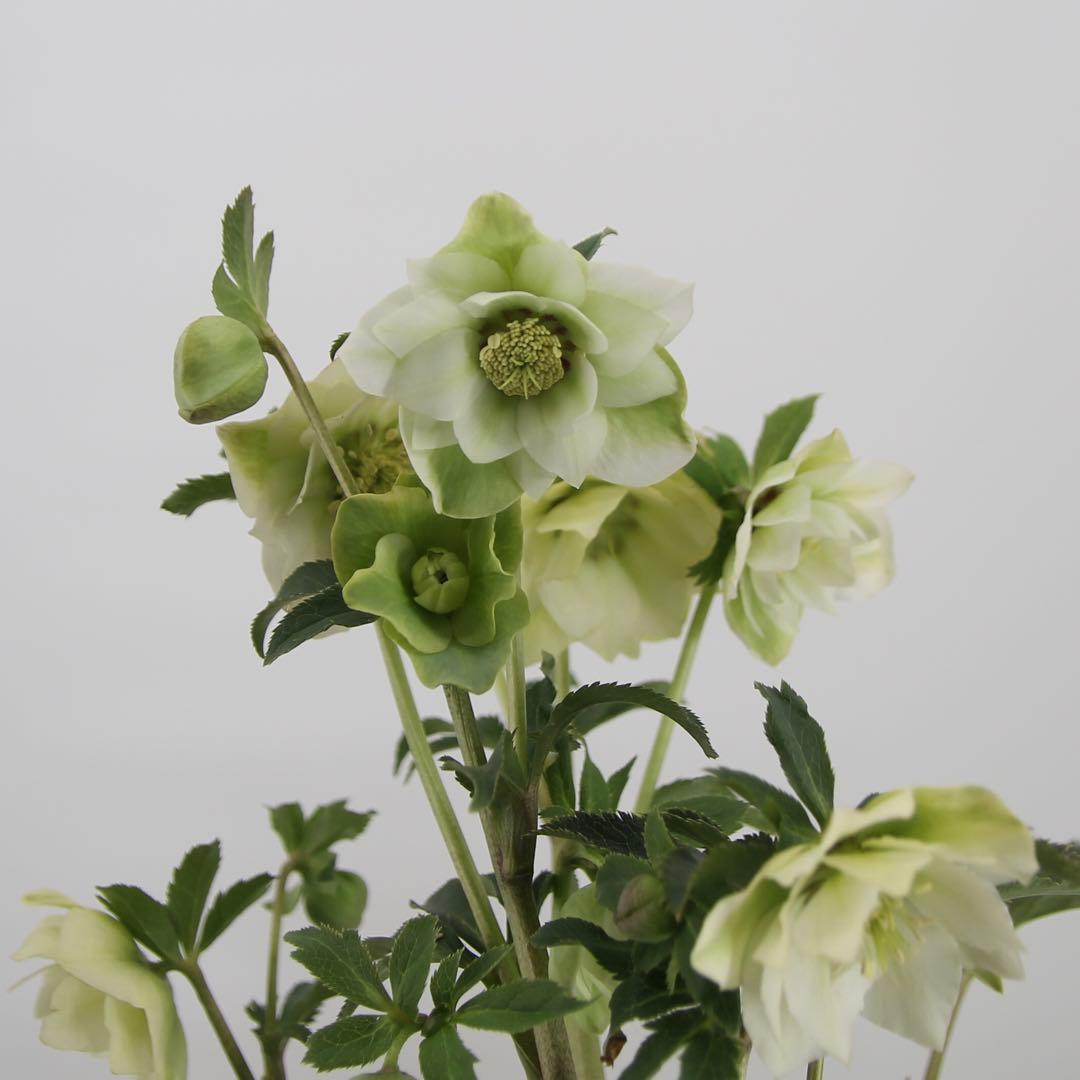 八重咲きクリスマスローズ　5ポットセット