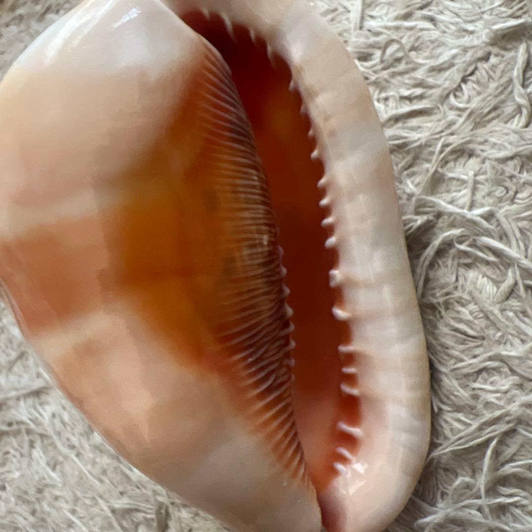 貝殻6個セット　万宝貝、クモ貝、ホシダカラ、ウラシマ、ミヤニシ貝