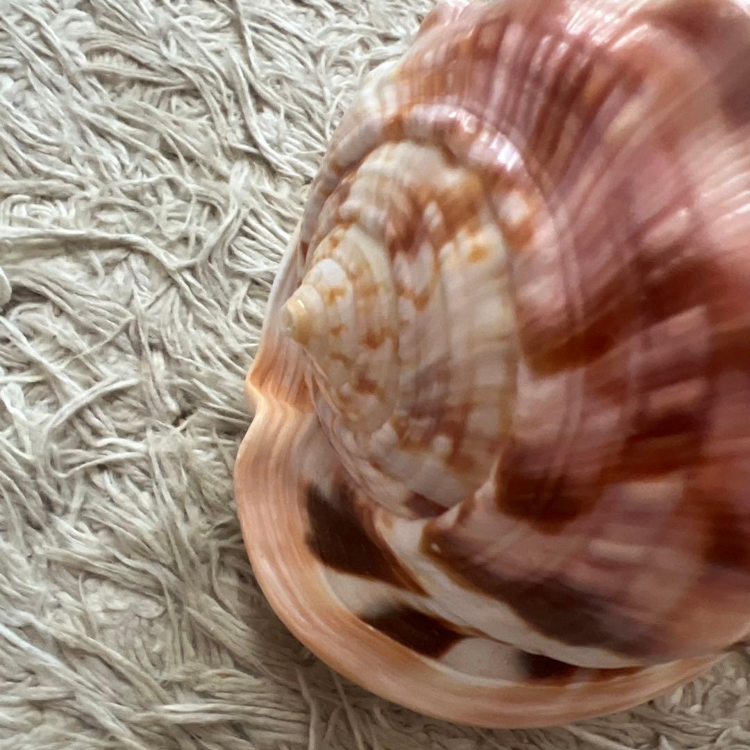 貝殻6個セット　万宝貝、クモ貝、ホシダカラ、ウラシマ、ミヤニシ貝