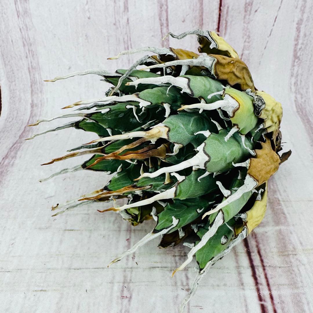 18 アガベ ユタエンシス エボリスピナ 陽炎