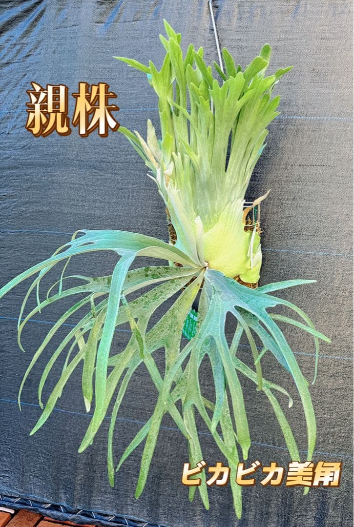 ビカクシダ　P. AR × Yellow Moon 特選 pup 株分け子株出品