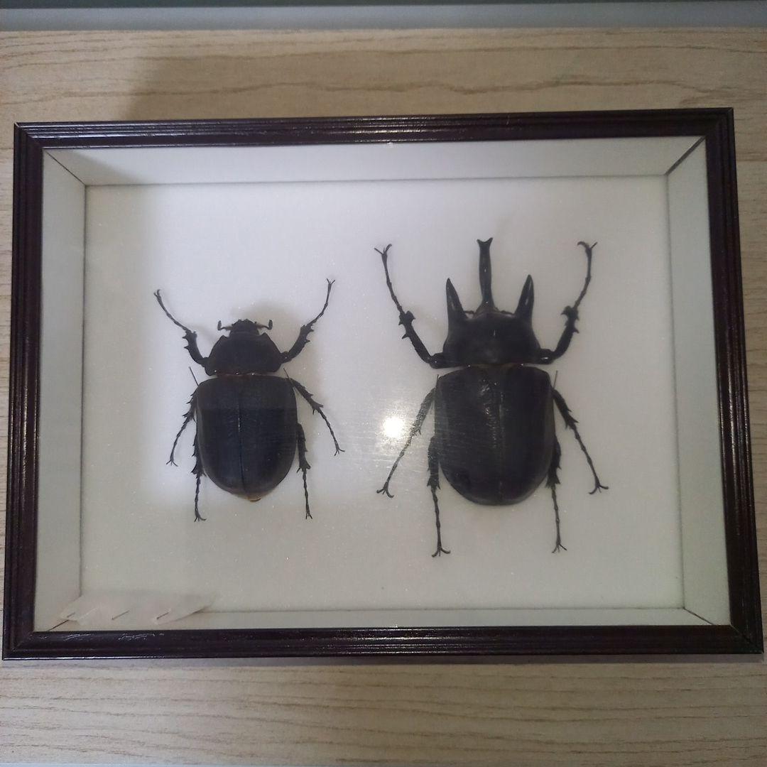 【アクティオンゾウカブトムシ】 アクティオン標本 　昆虫セット　オスメスペア