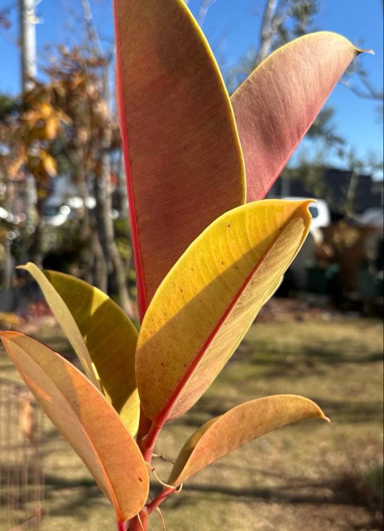フィカス　エルメス　植物　インテリア